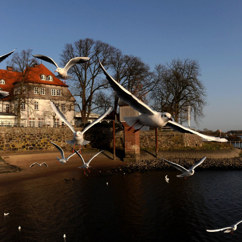 2009: Das Zollenspieker Fährhaus an der Elbe bei Kirchwerder. Foto: Michael Zapf